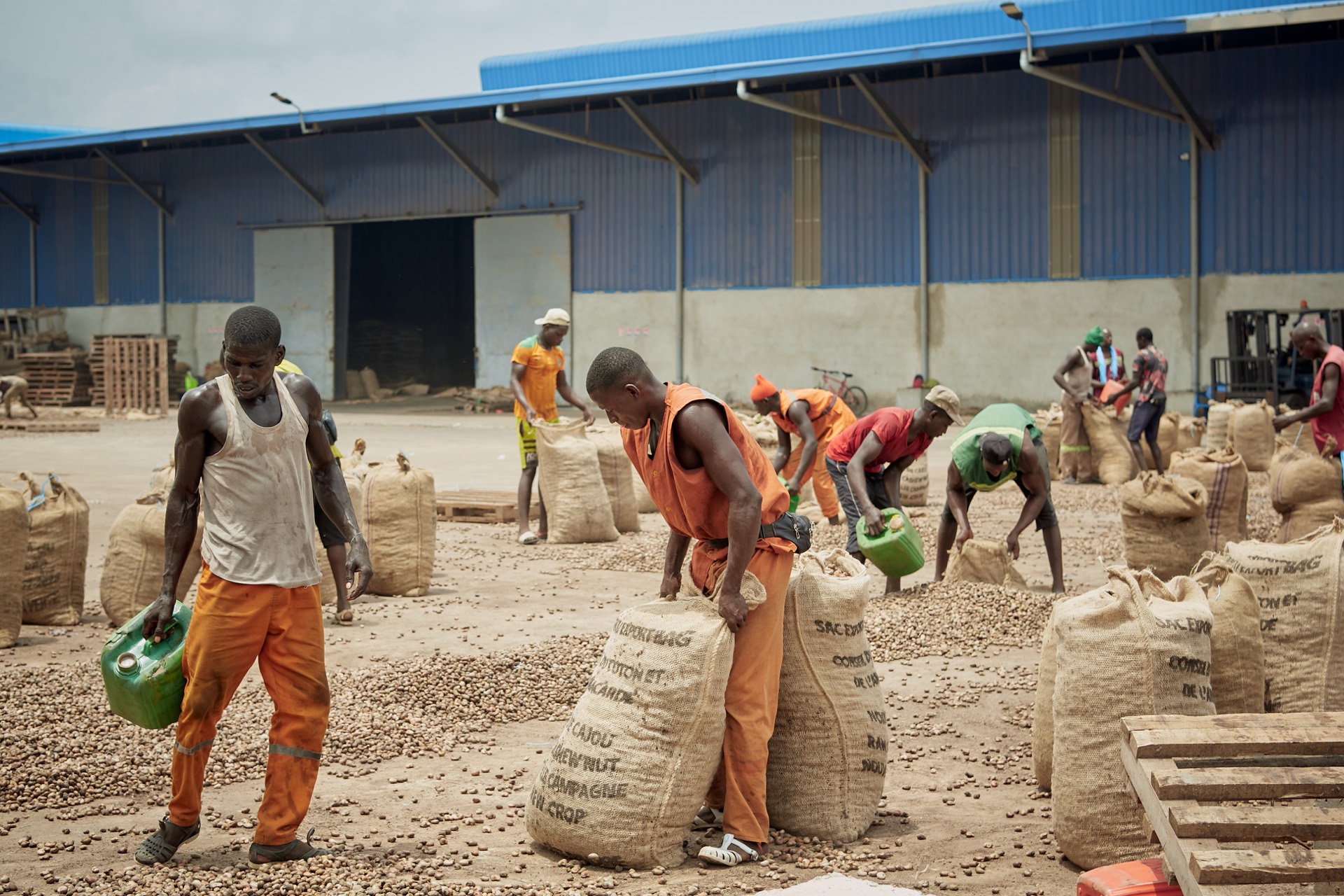 Workers bagging raw cashew nuts into export bags